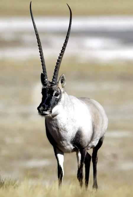 The Tibetan antelope lives at dizzying altitudes of 4000-5000m