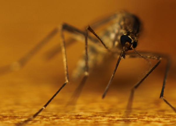 mosquito gentaur antibodies